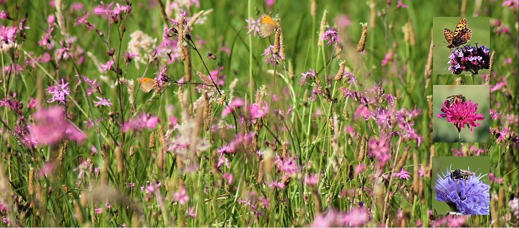 Wildblumenwiese mit Gräsern und verschiedenen lilafarbenen Blüten und Schmetterlingen im Hintergrund. Rechts im Bild drei seperate Detailaufnahmen von Insekten: Kleiner Perlmuttfalter, Sechsbindige Furchenbiene w und kleine Harzbiene. 