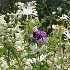 Online-Vortrag von Stefan Behr über NaturErlebnisRäume in Kitas und Schulen