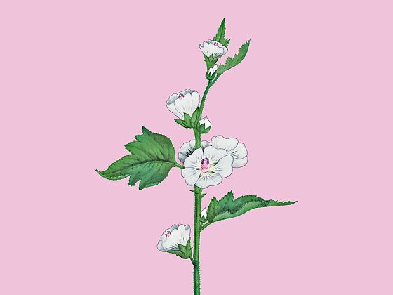 Althaea officinalis
