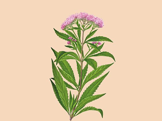 Eupatorium cannabinum