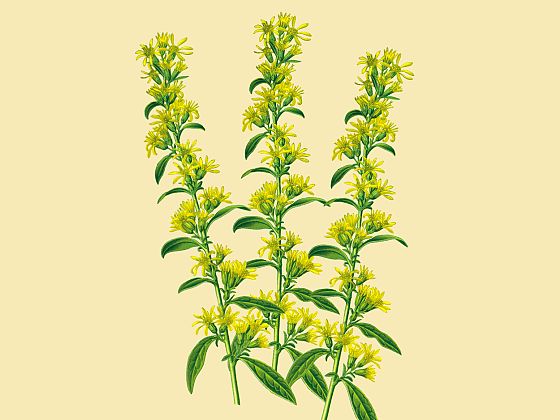 Solidago virgaurea