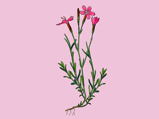 Dianthus deltoides