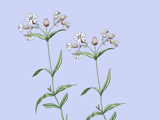 Silene vulgaris