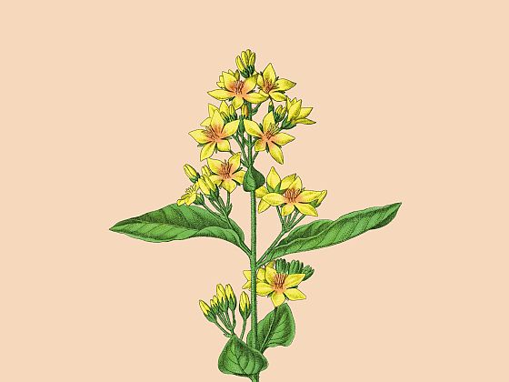 Lysimachia vulgaris