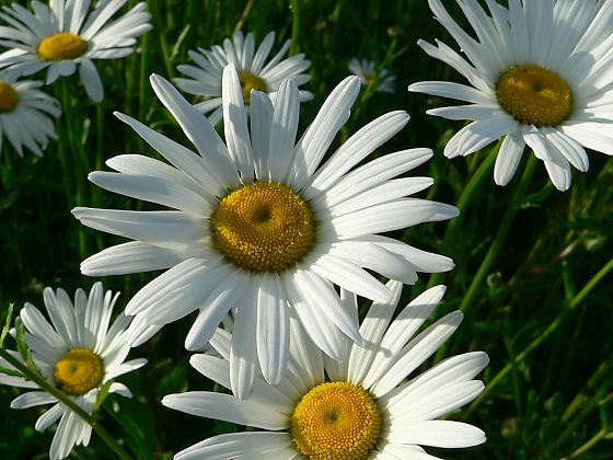 Mehrere Blüten auf einer Wiese