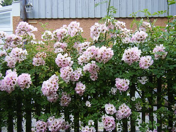 Rambler-Kletterrose wächst an einem Gartenzaun