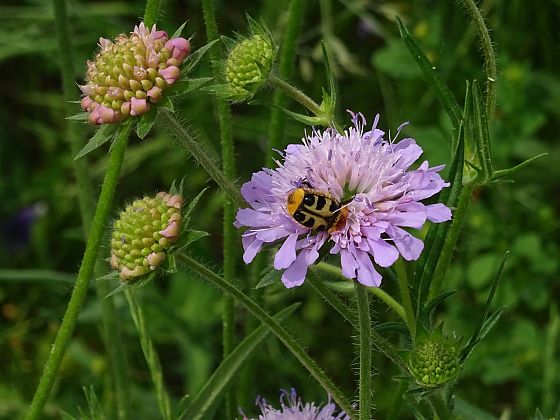 Käfer sitzt auf Blüte der Skabiose