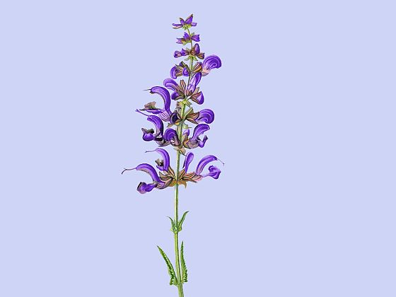 Salvia pratensis