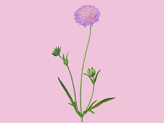 Knautia arvensis