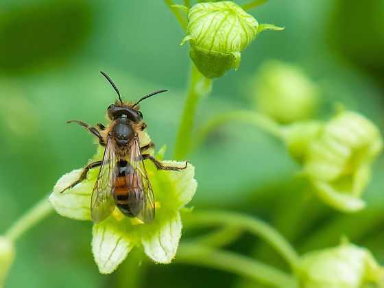 kleine Zaunrübensandbiene sitzt auf Zaunrübe