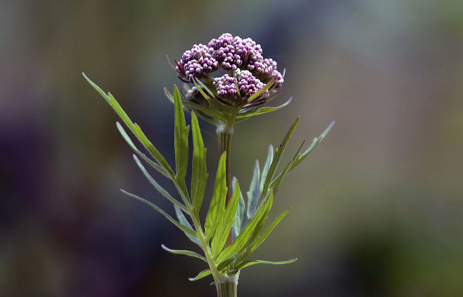 Valeriana-officinalis, Blütenaustrieb