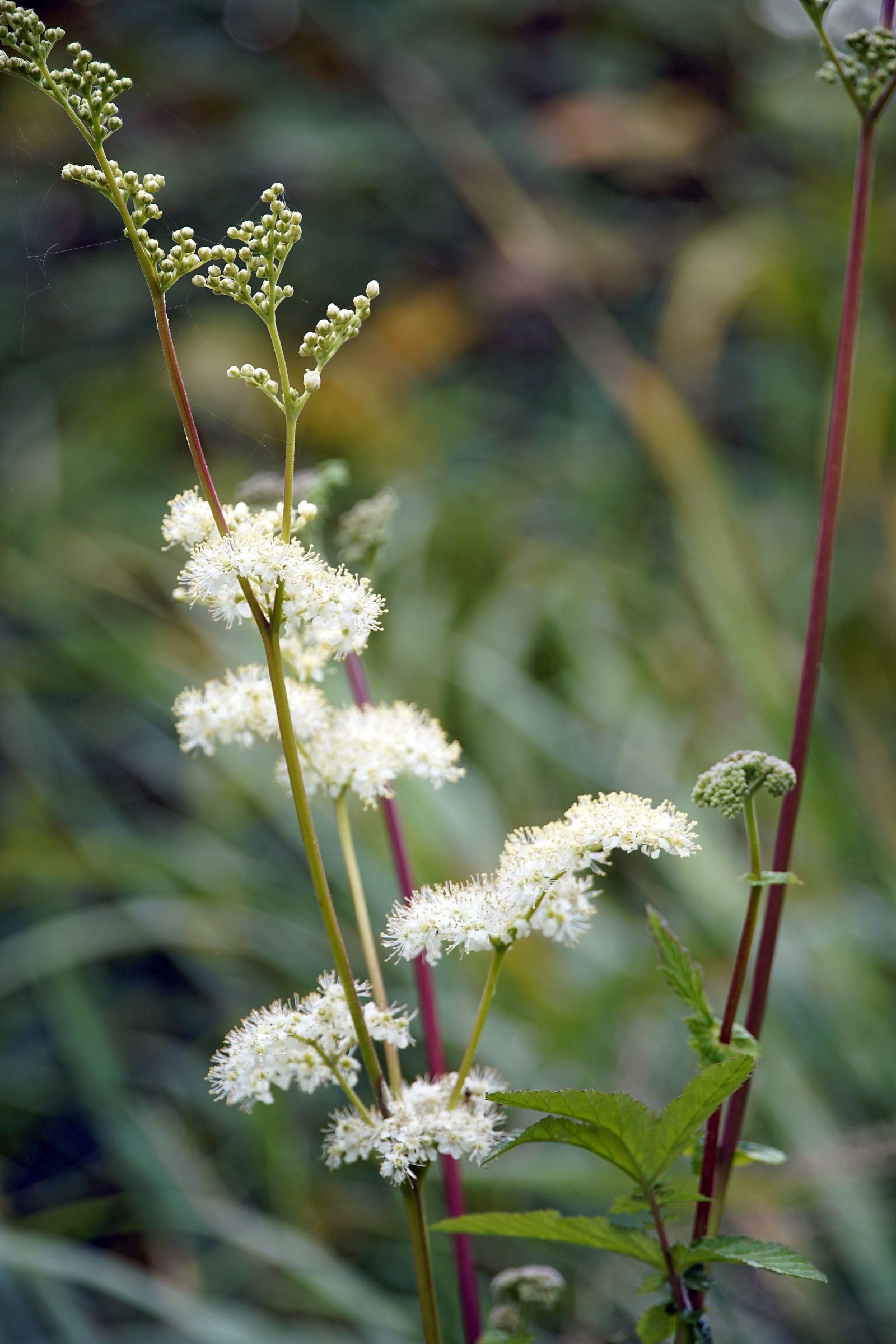 filipendula ulmaria