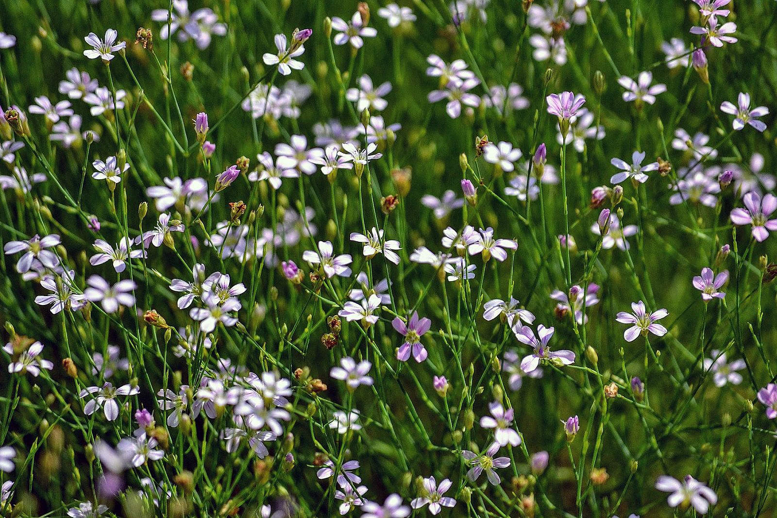 Petrorhagia Saxifraga