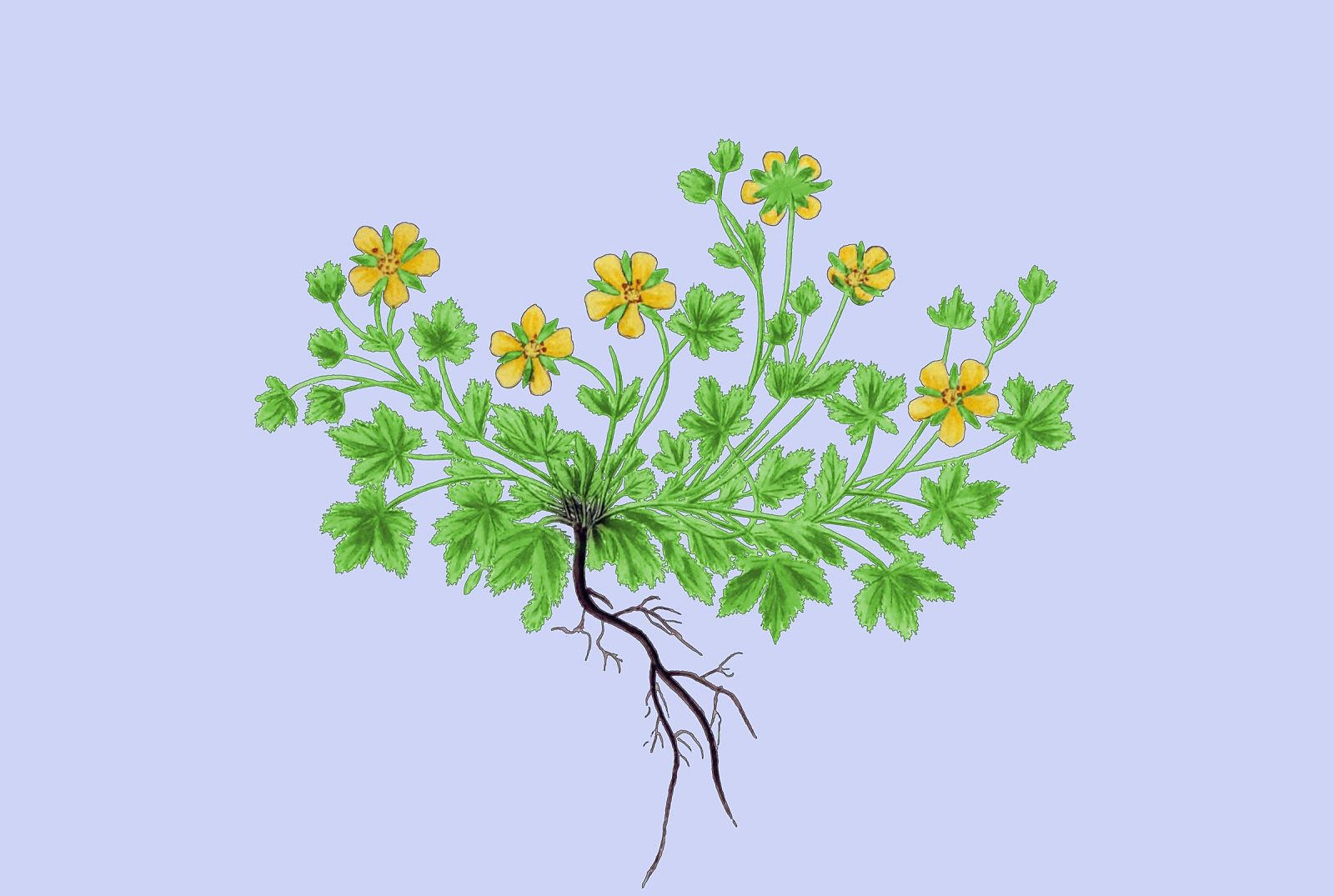 Teaser_Potentilla verna_Frühlings-Fingerkraut