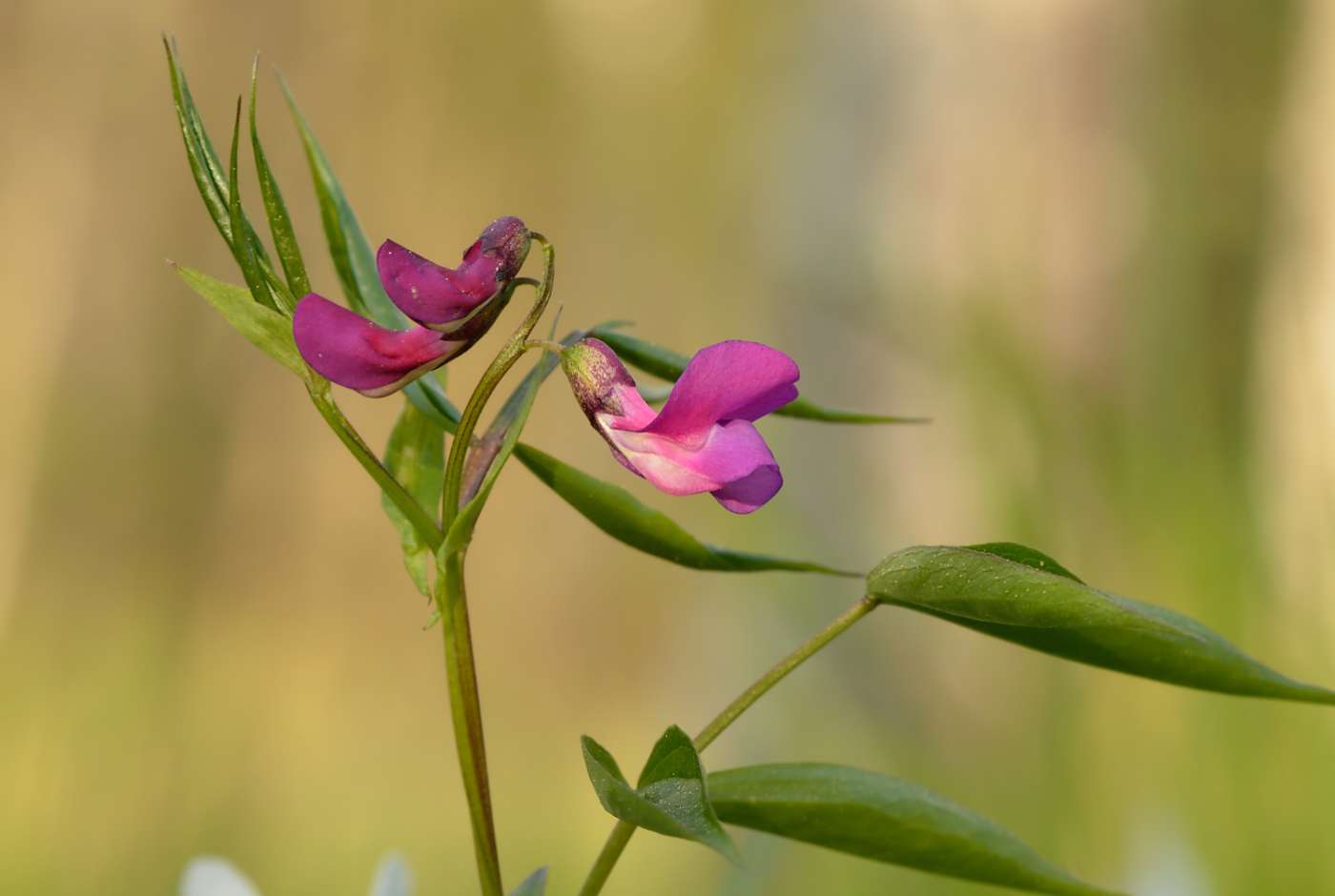 Lathyrus vernus