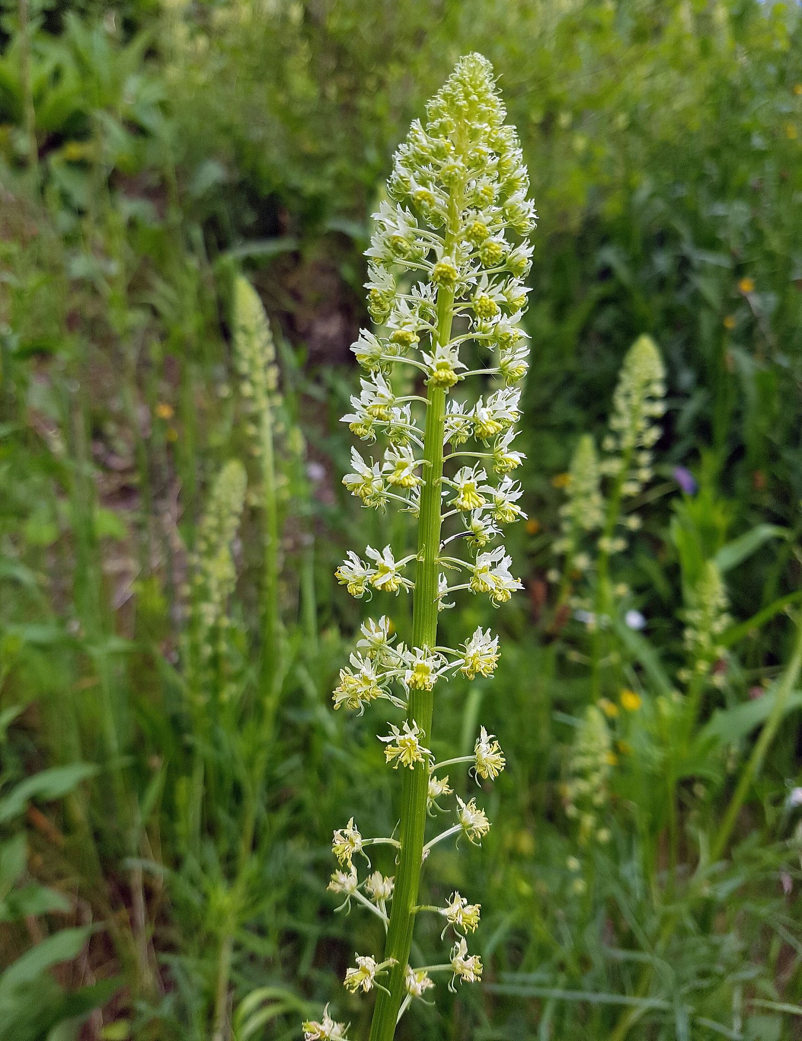 Reseda Lutea