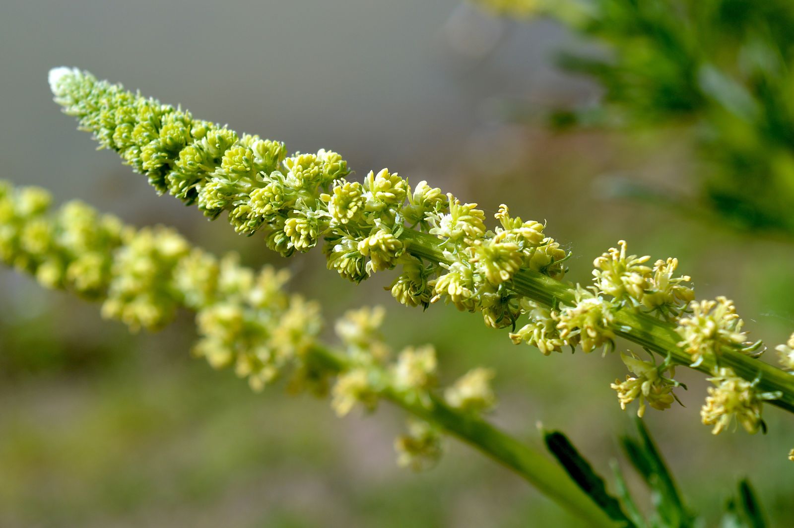 Reseda Lutea