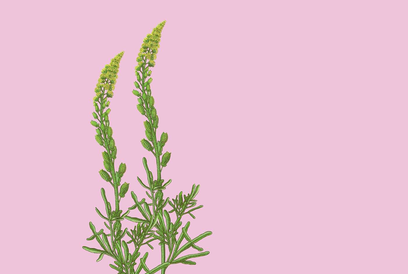 Teaser_Reseda lutea_Gelbe Resede