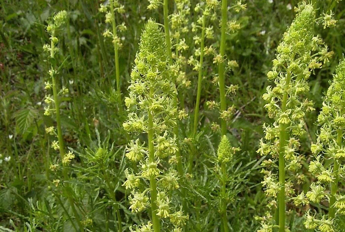Reseda lutea_Gelbe Resede