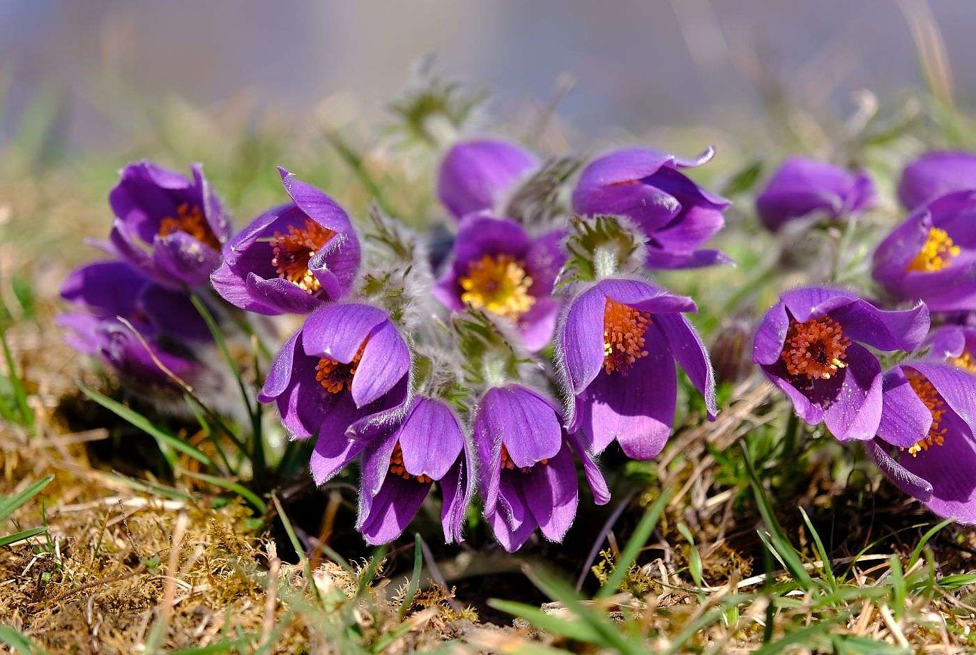 Pulsatilla vulgaris_Gewöhnliche Küchenschelle