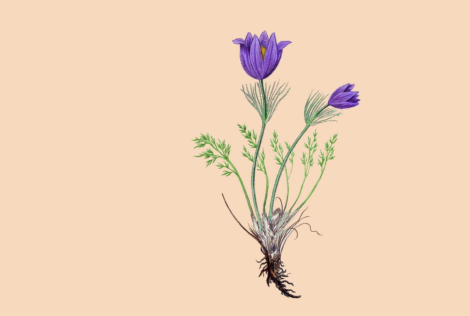 Teaser_Pulsatilla vulgaris_Gewöhnliche Küchenschelle