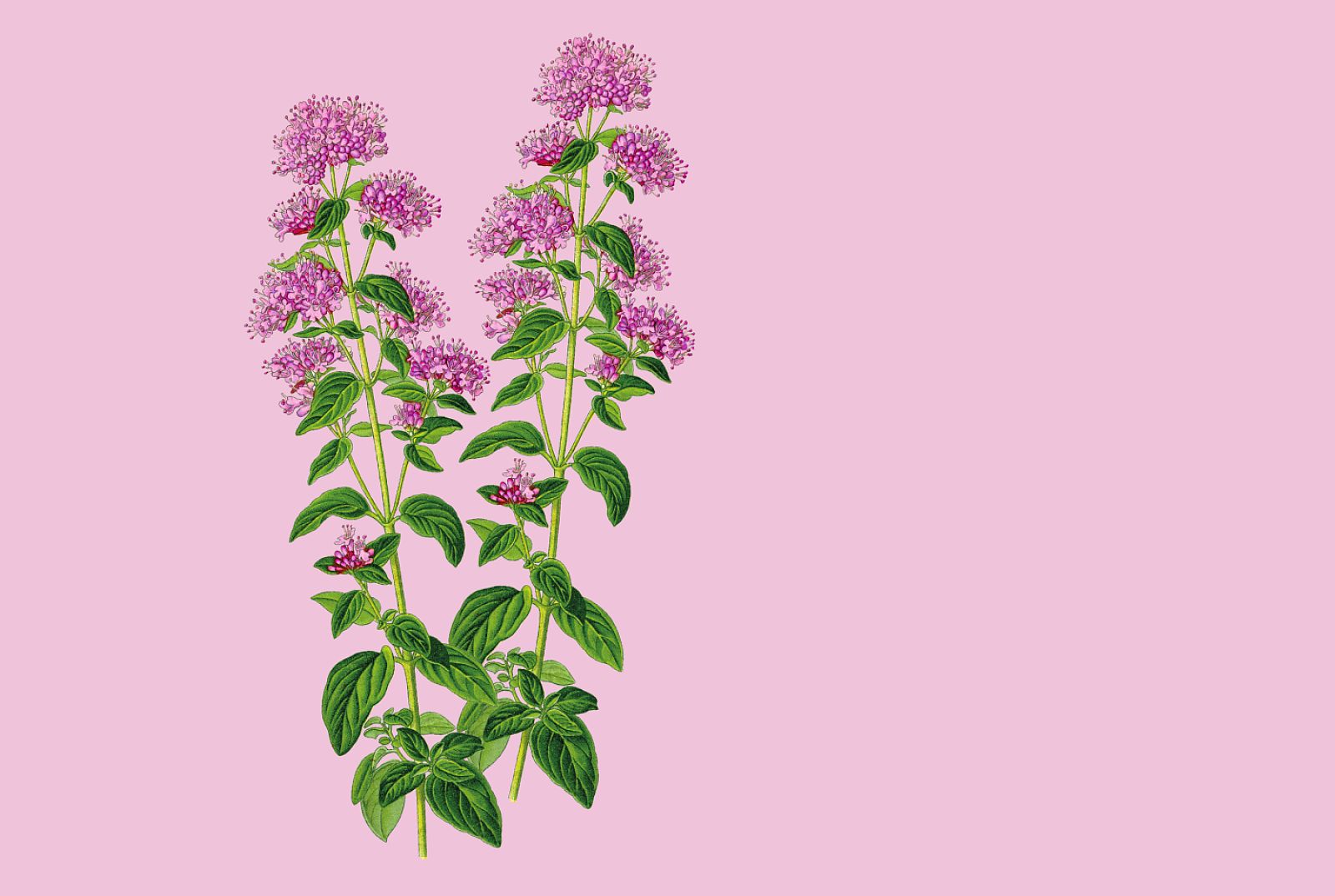 Origanum vulgare