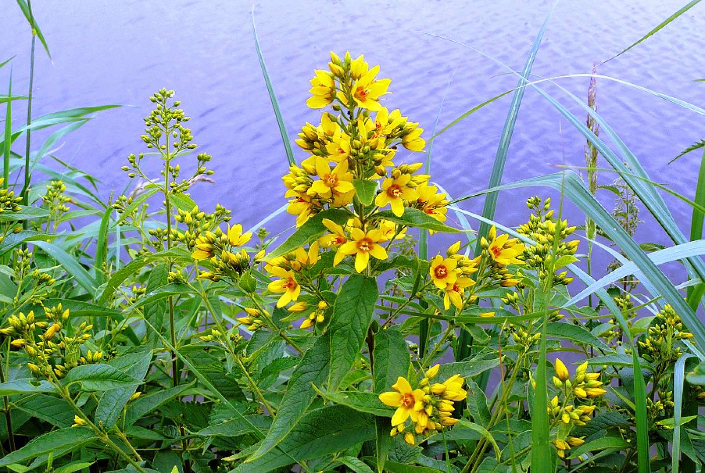 Lysimachia vulgaris – Habitus, am Naturstandort