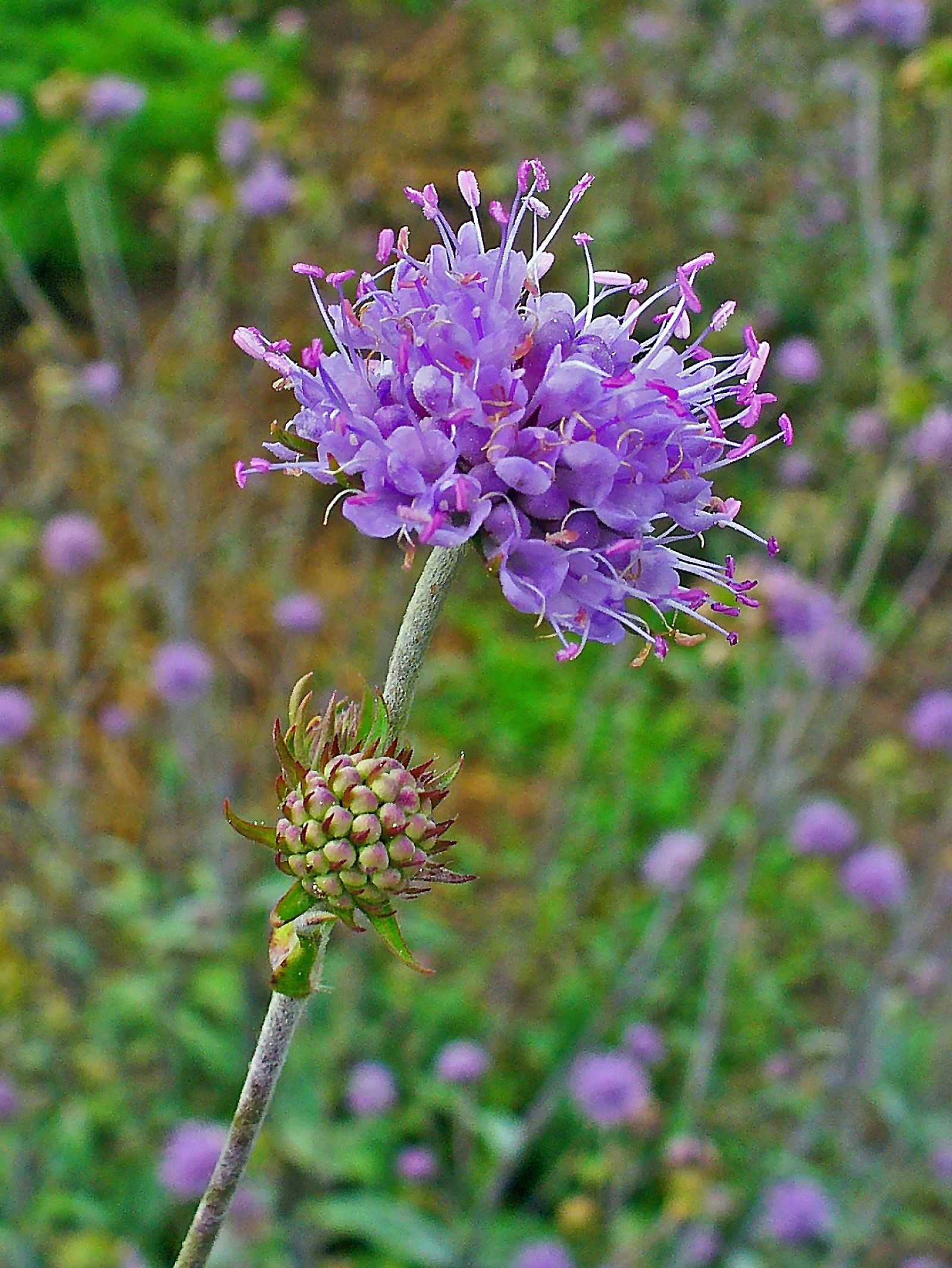 Succisa Pratensis Blüte