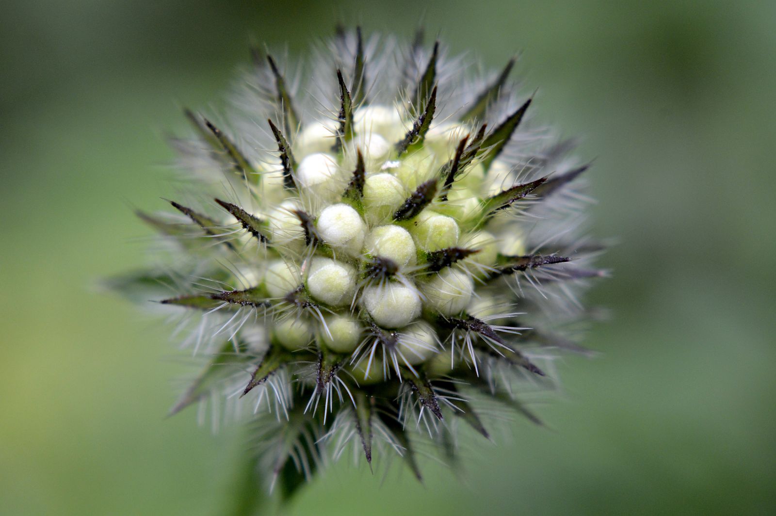 succisa pratensis besonderheit