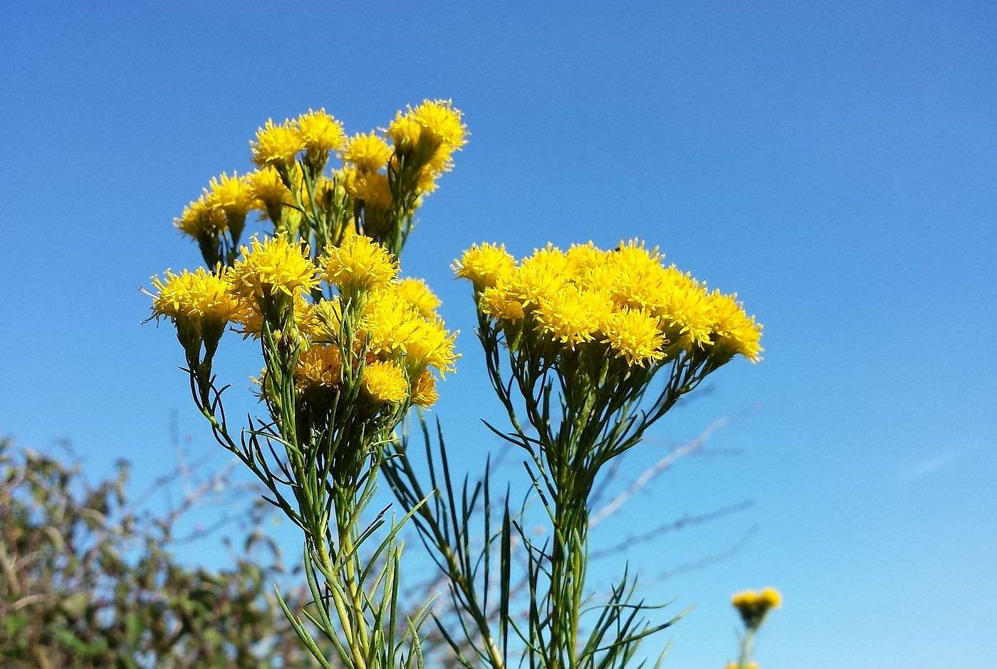 Galatella linosyris-Gold-Steppenaster