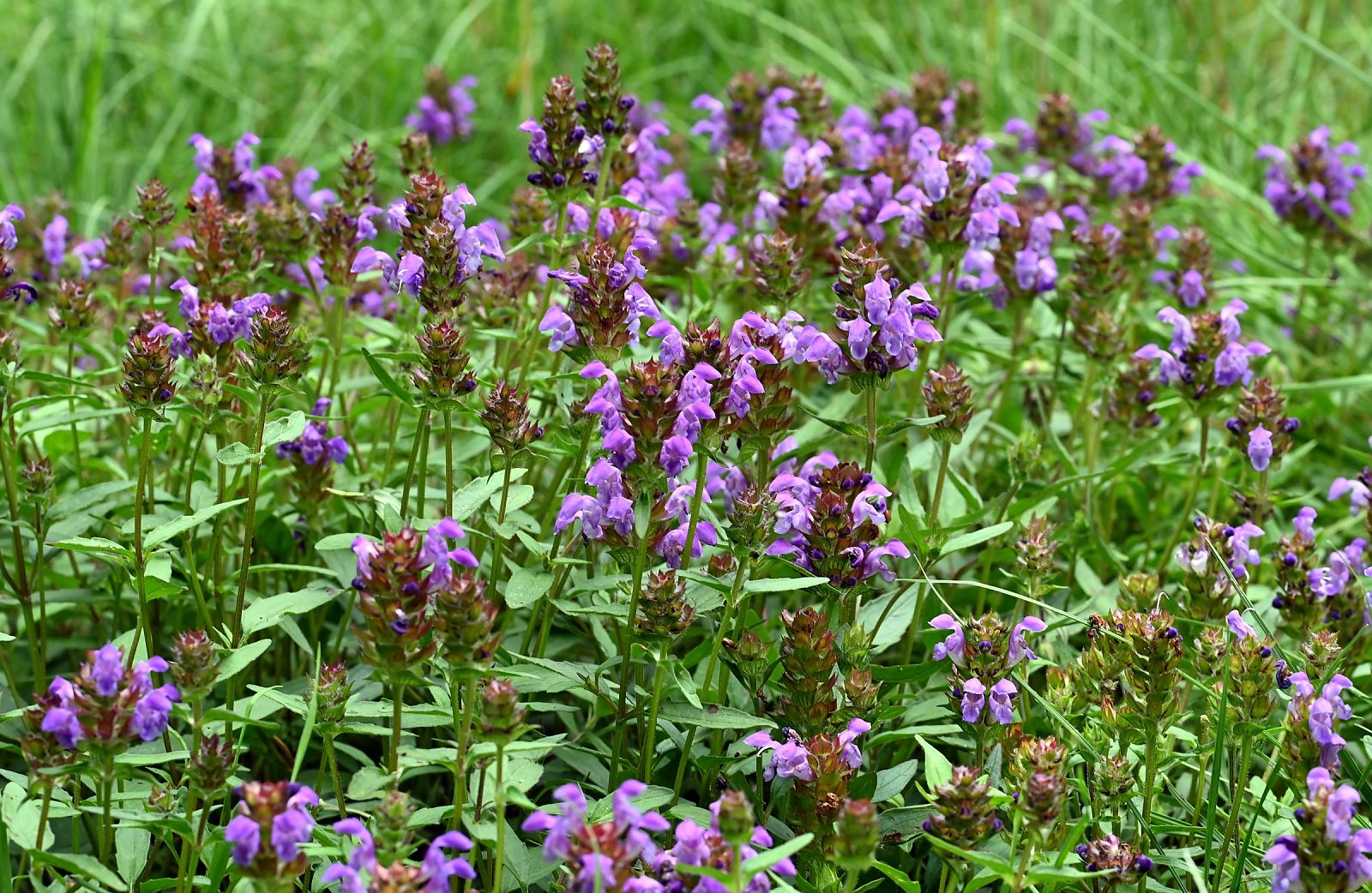 Prunella Grandiflora