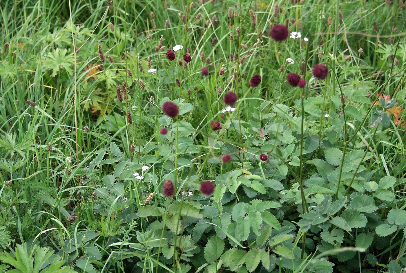 Sanguisorba officinalis_Großer Wiesenknopf