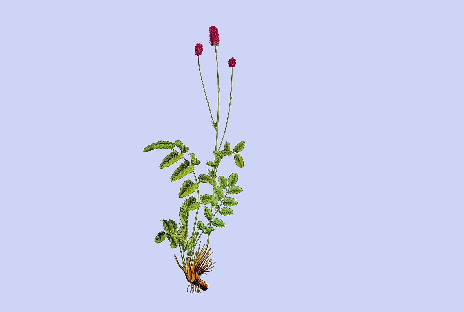 Teaser_Sanguisorba officinalis_Großer Wiesenknopf
