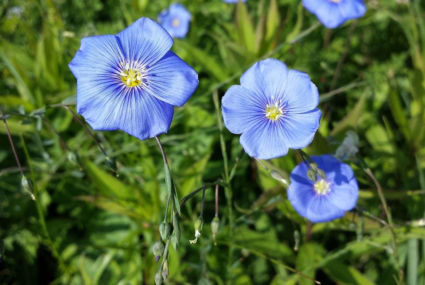 Linum austriacum_Österreichischer Lein