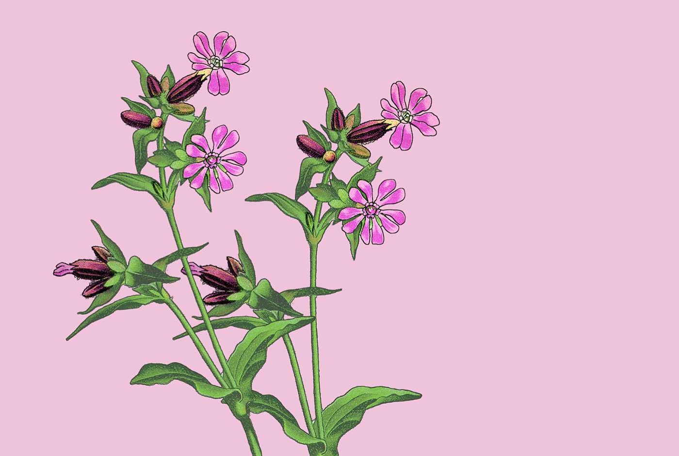 Silene dioica