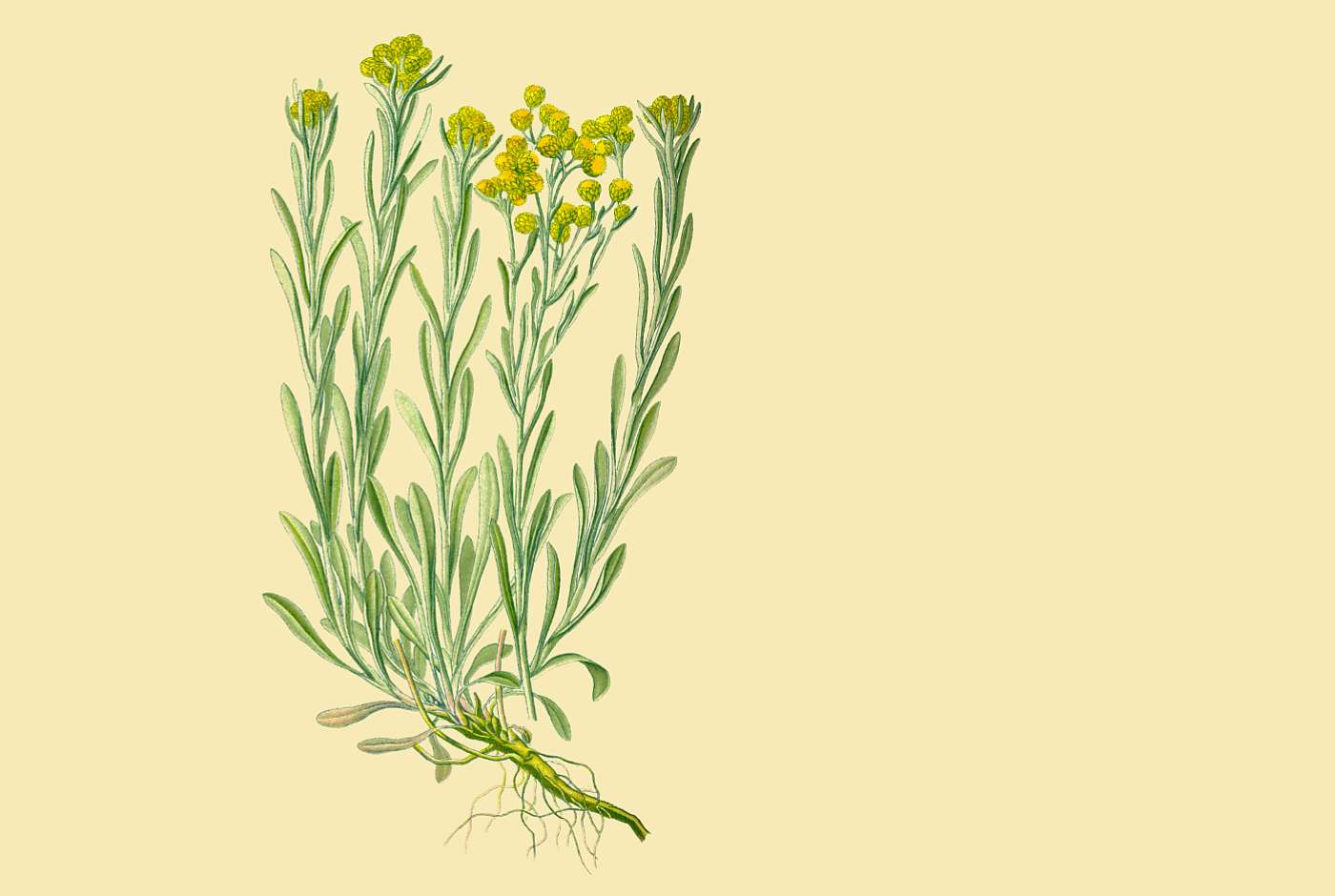 Helichrysum arenarium