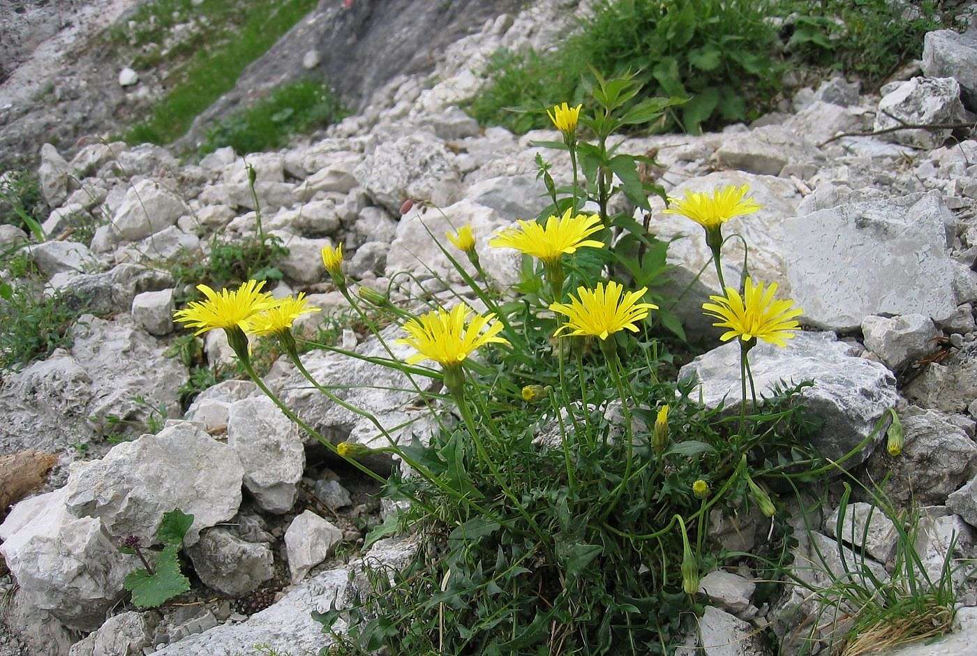 Leontodon hispidus_Steifhaariger Löwenzahn