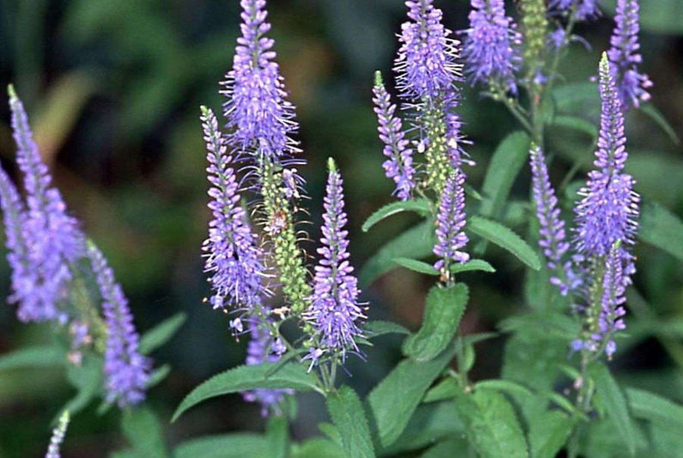 Veronica maritima_Strand-Ehrenpreis