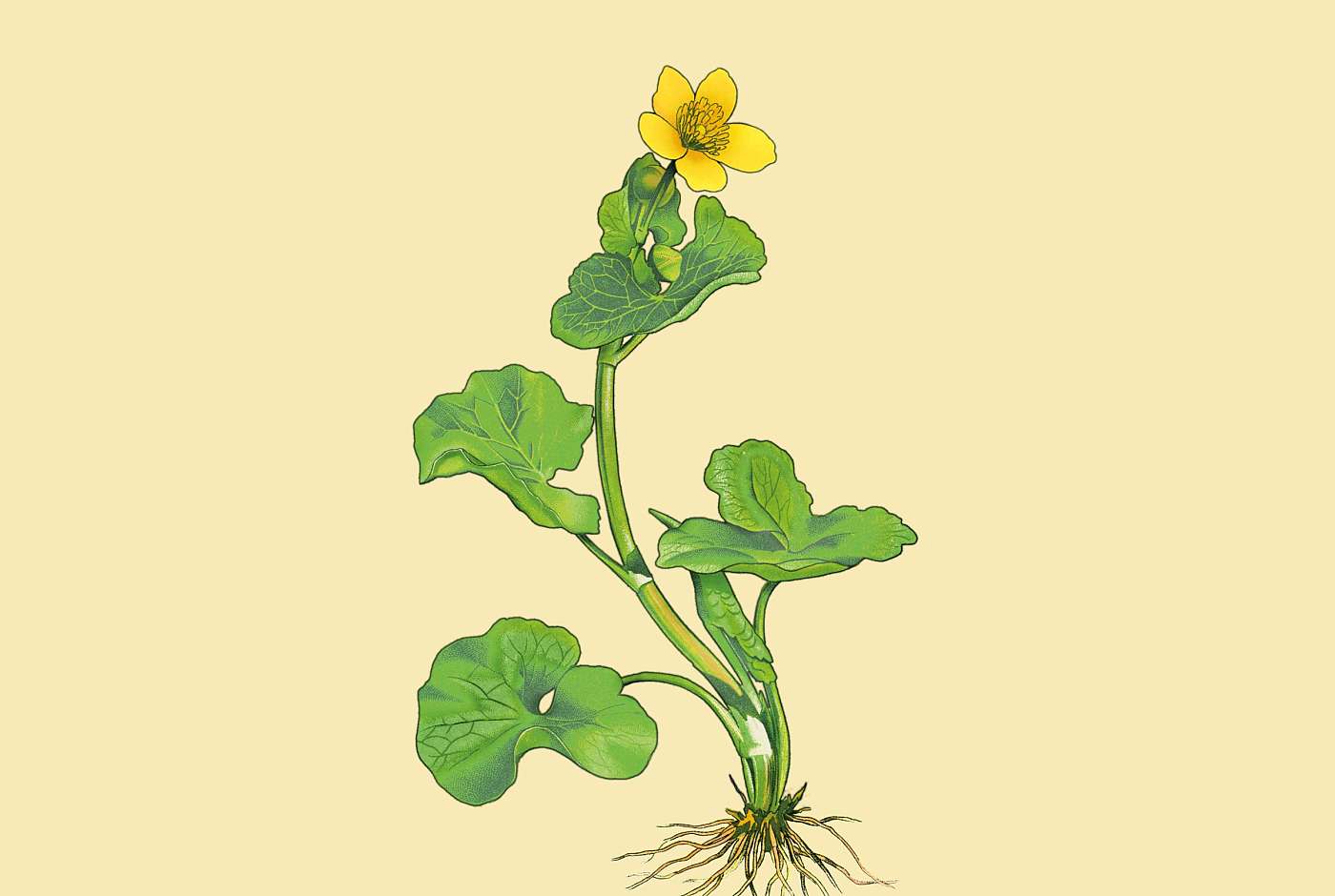 Caltha palustris