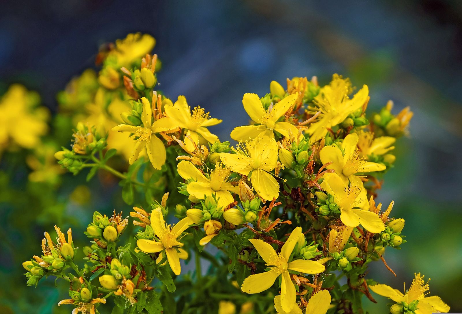 Hypericum Perforatum