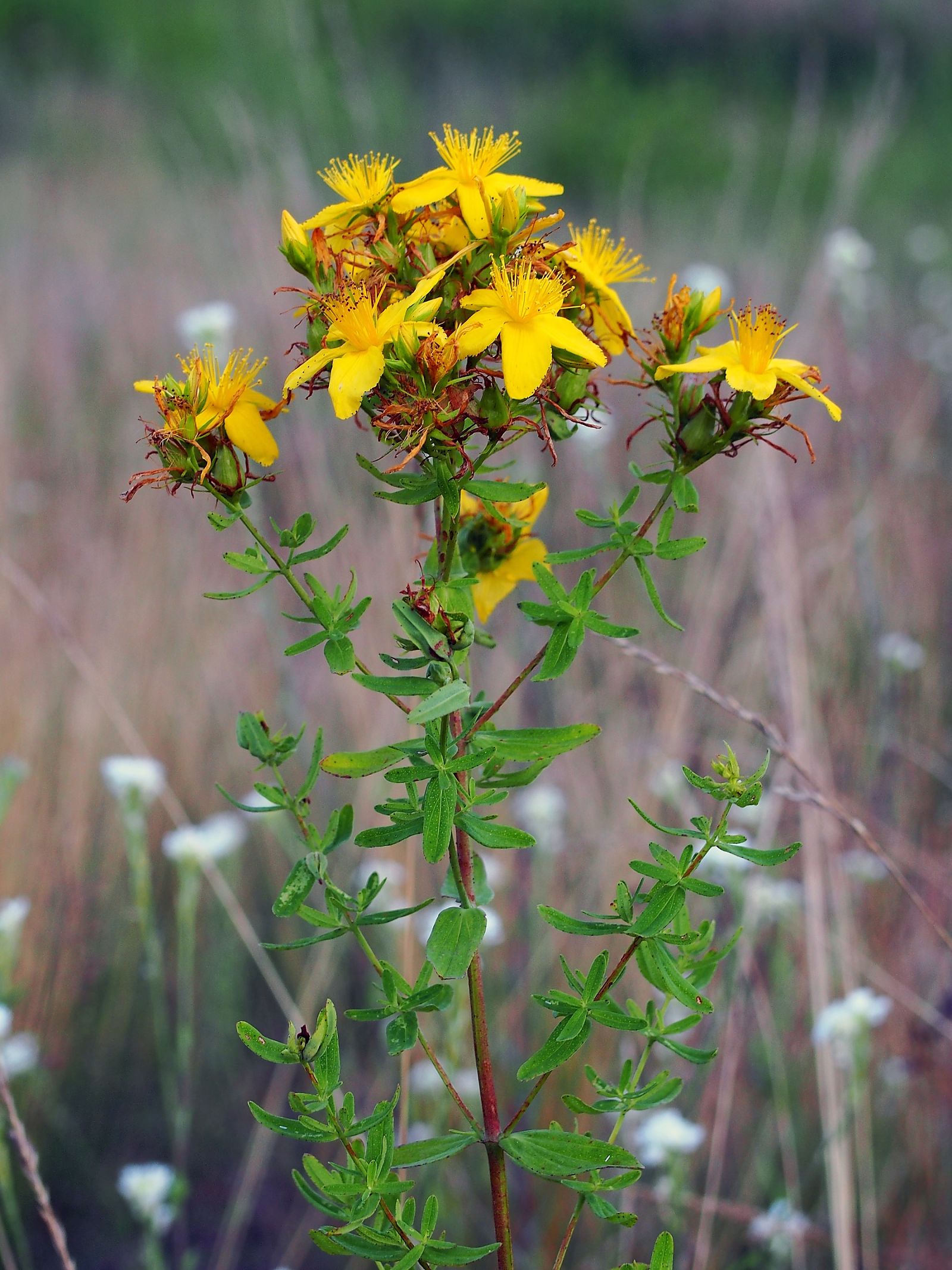 Hypericum Perforatum