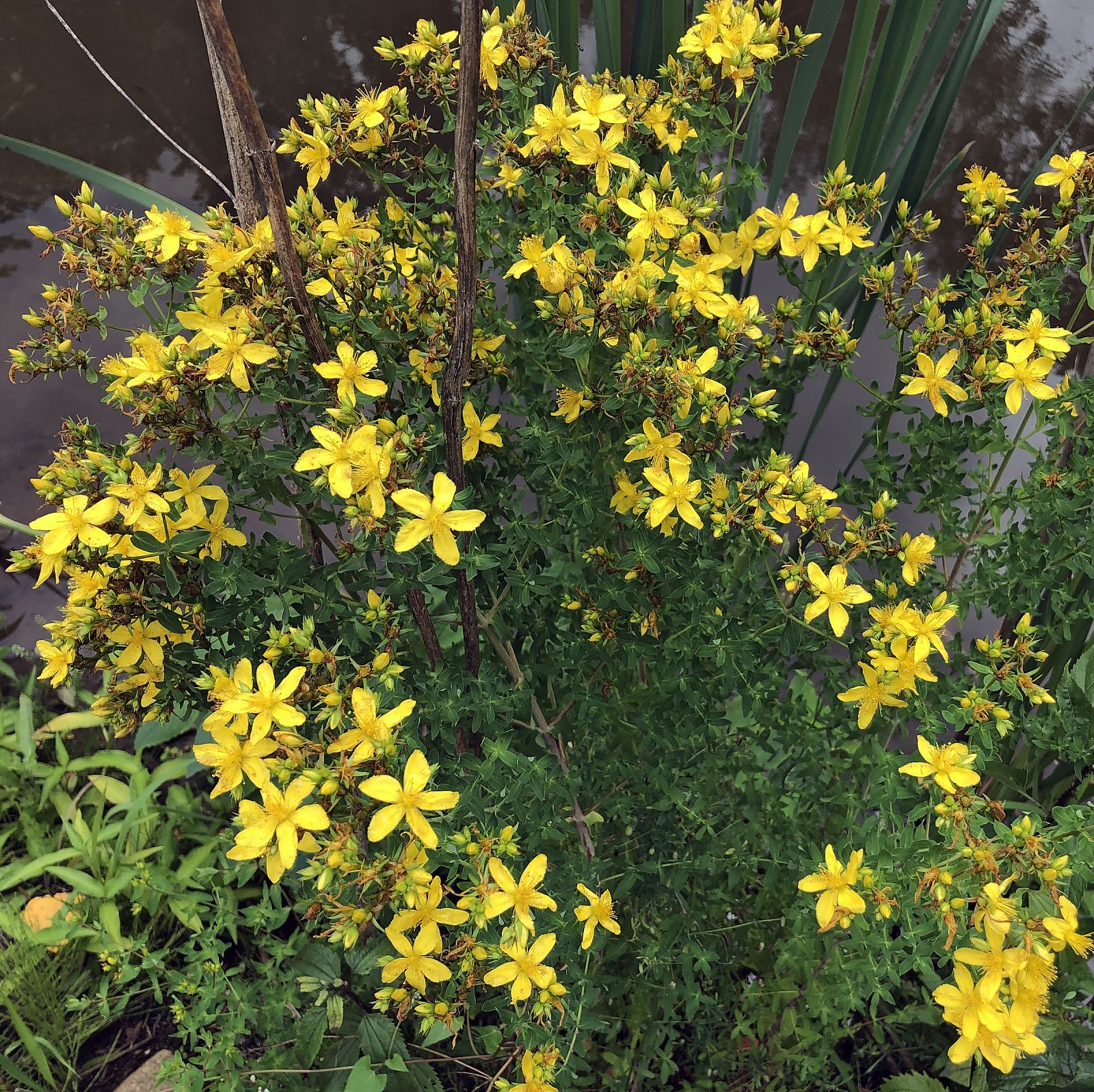 Hypericum Perforatum