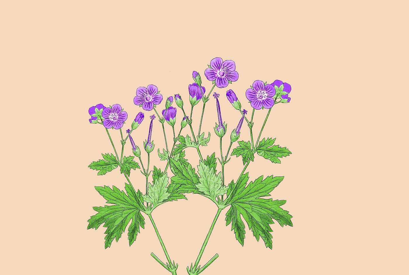 Teaser_Geranium sylvaticum_Wald-Storchschnabel