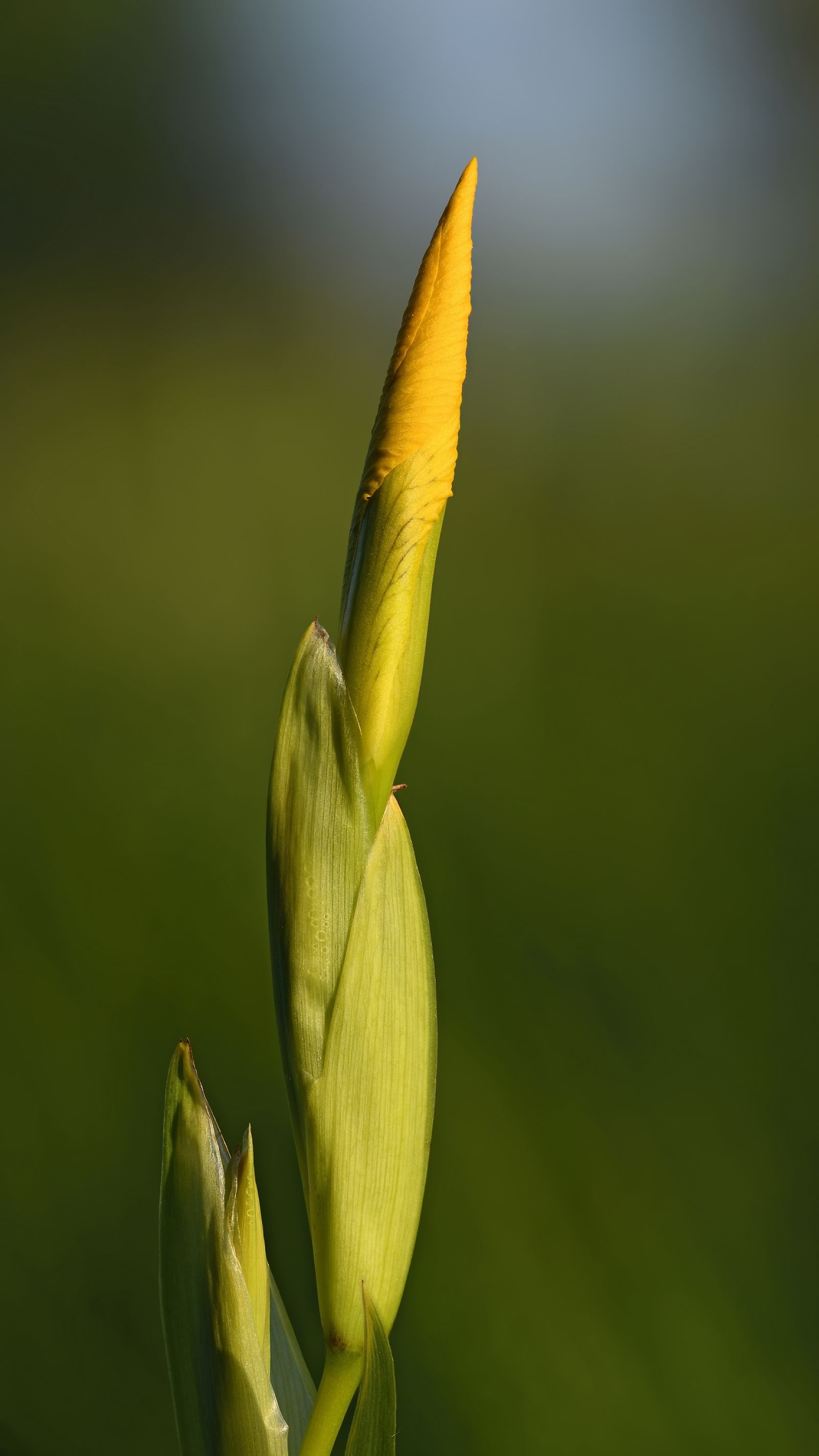 Iris Pseudacorus