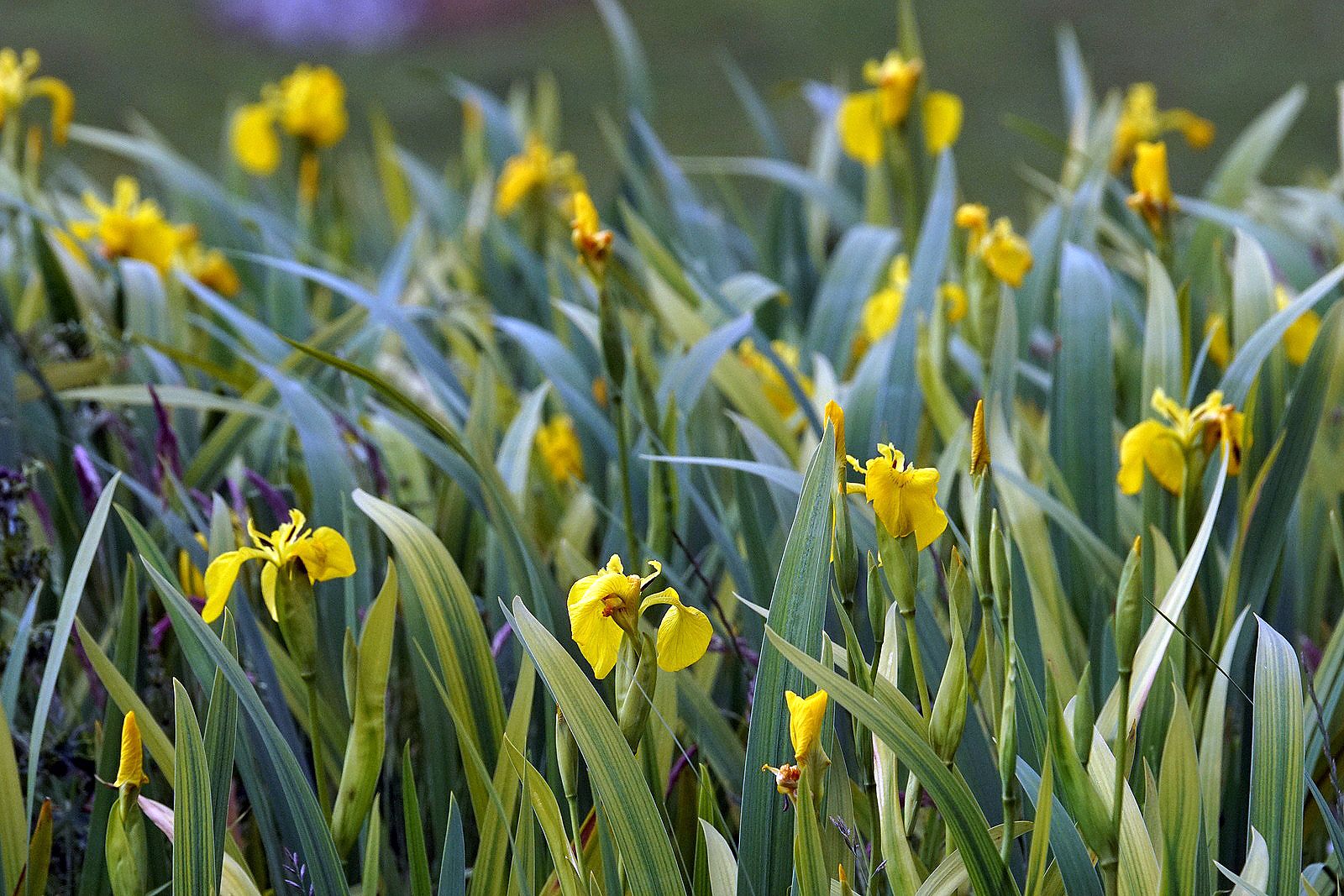 Iris Pseudacorus