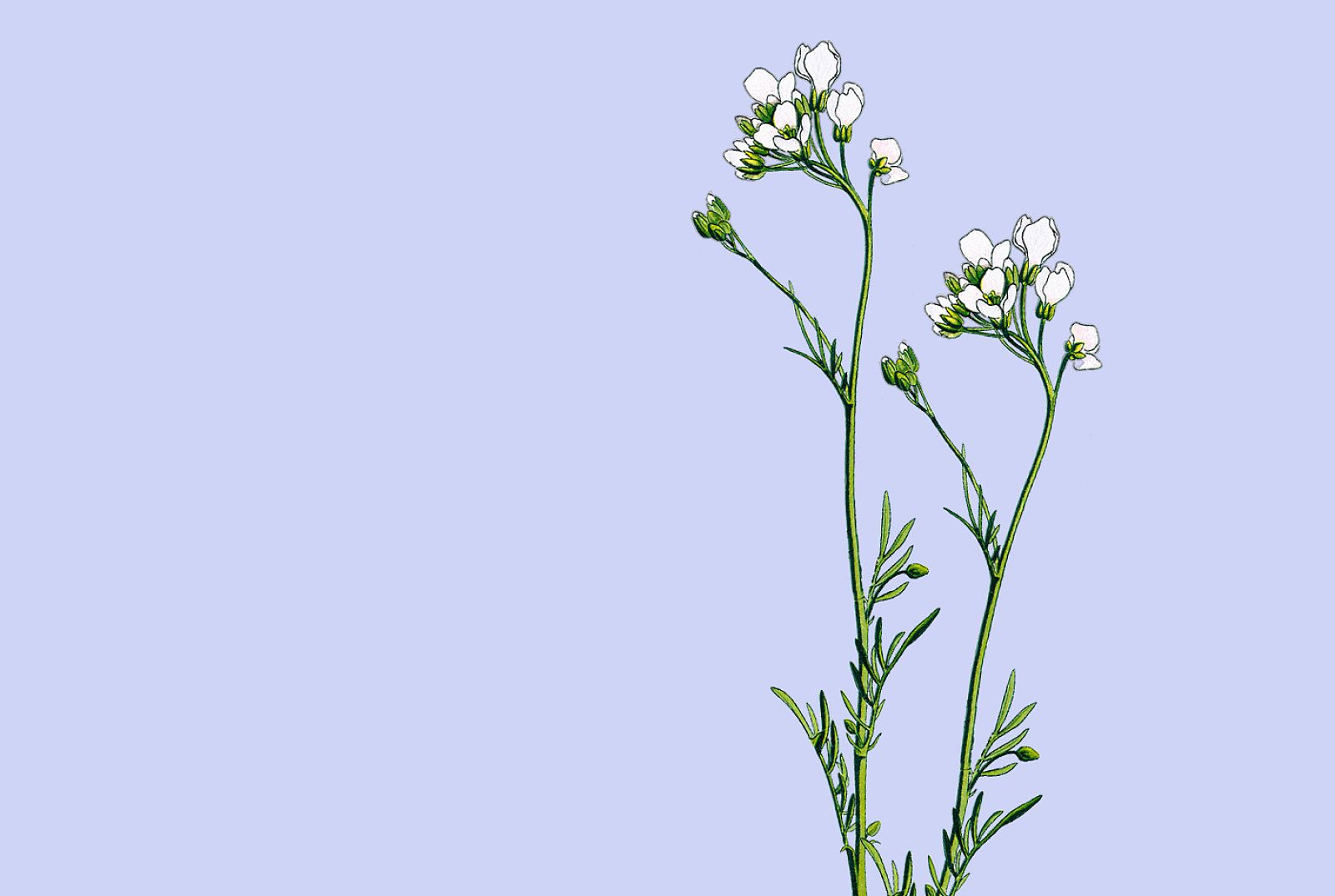 Cardamine pratensis