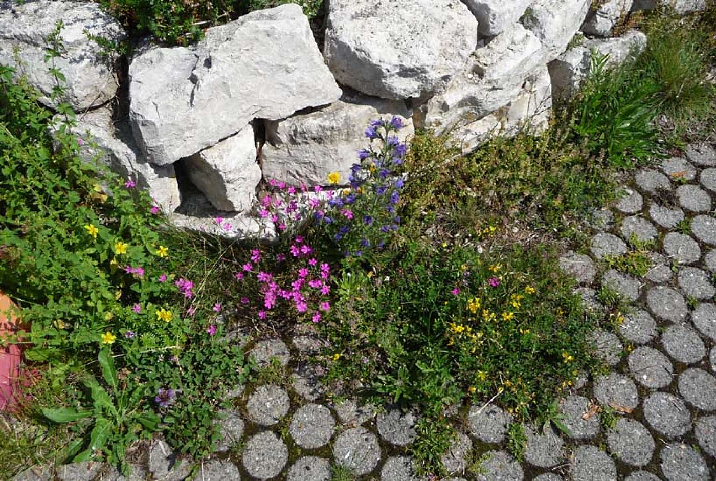 Blumenschotterrasen als Traufe vor einer Mauer