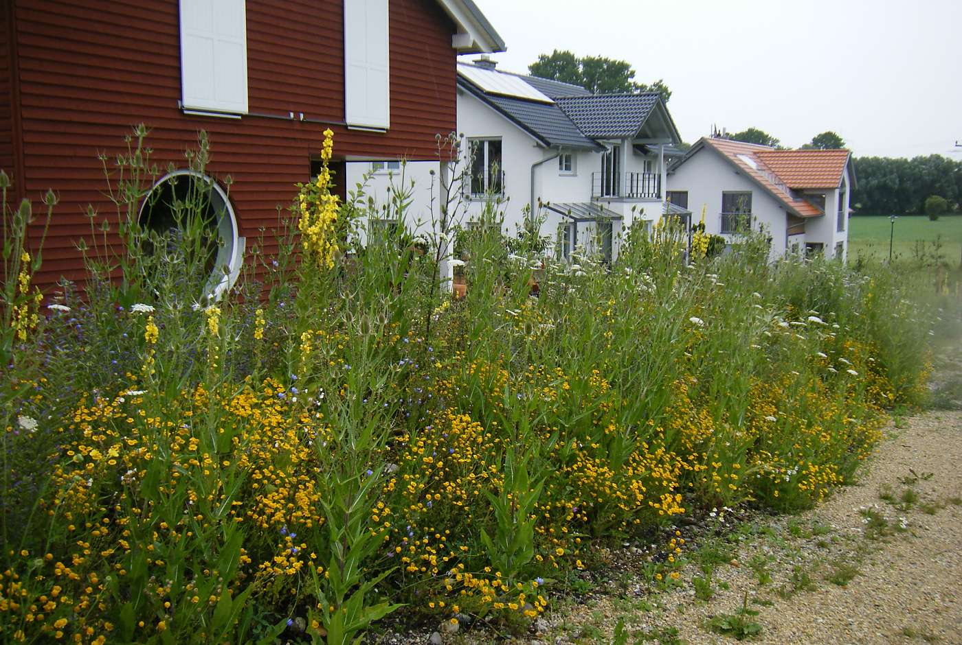 Bunter Saum aus Wildblumen vor einer Häuserreihe