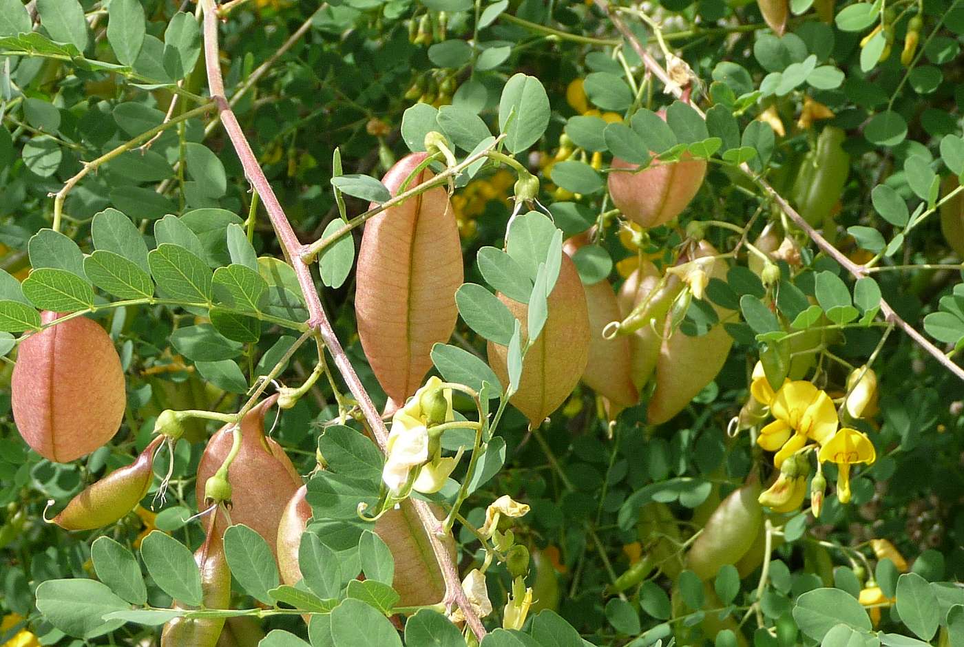 Blasenstrauch mit Blüten und Früchten