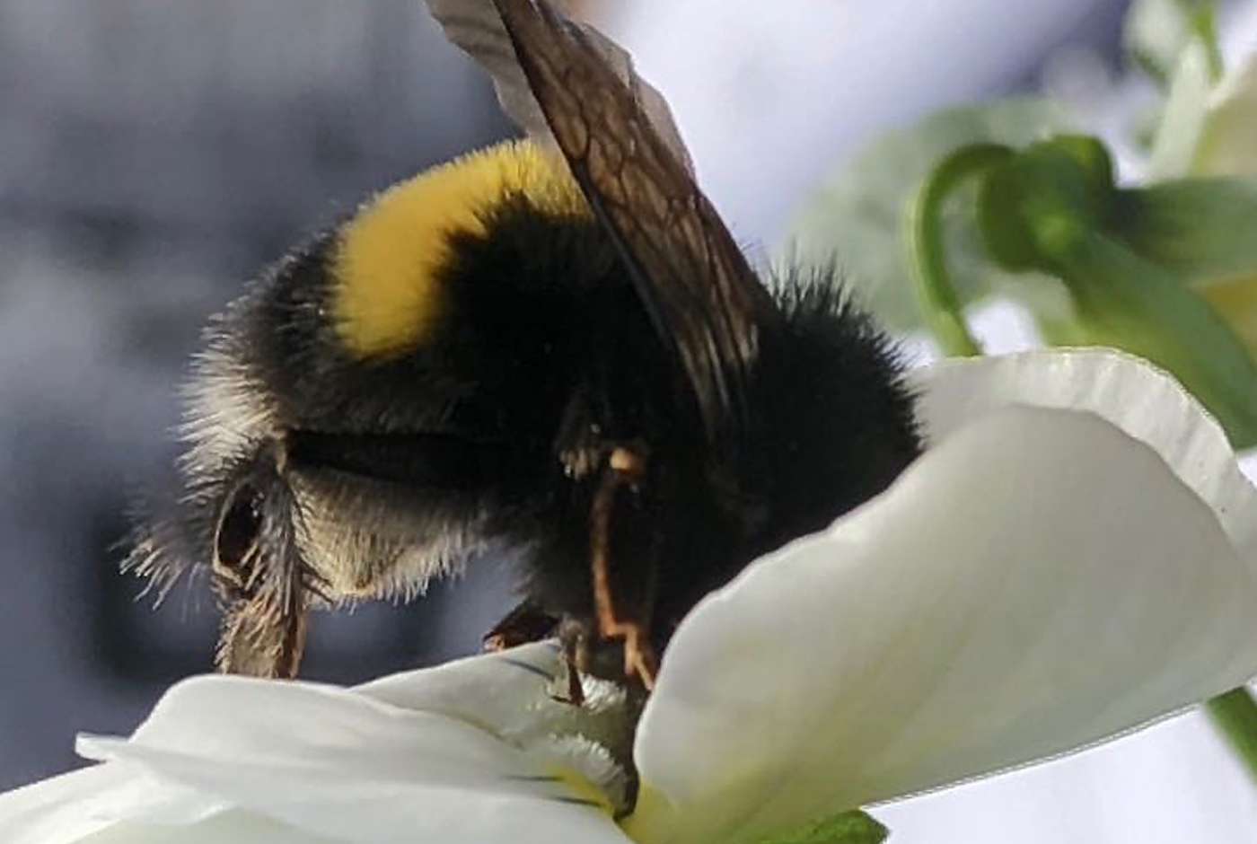 Gartenhummel sammelt Nektar an Blüte